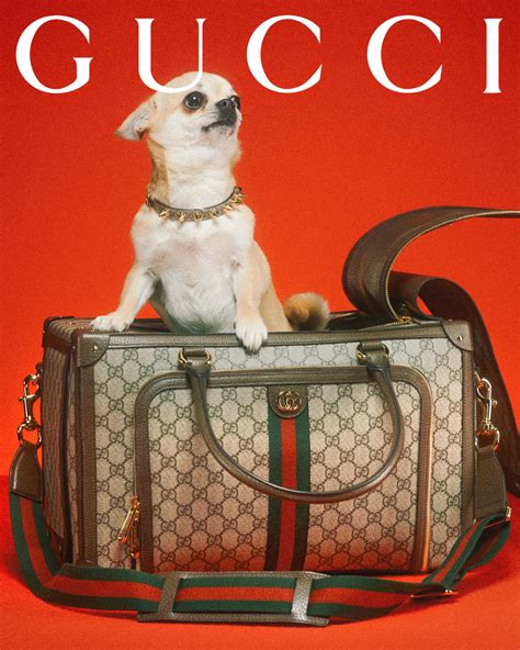 gucci dog breed|gucci dogs for sale.